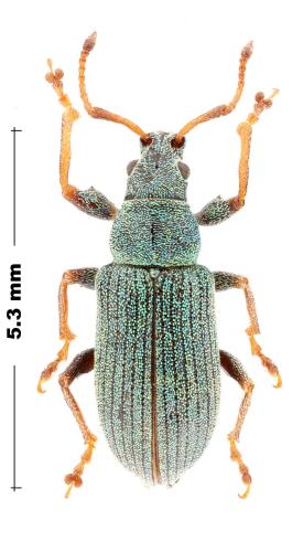 Phyllobius alpinus